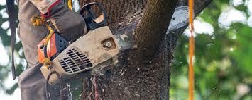 Tree and Shrub Care in North Fair Oaks, CA