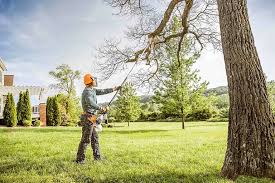 Best Tree Maintenance Programs  in North Fair Oaks, CA