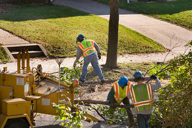 Best Tree Health Inspection  in North Fair Oaks, CA